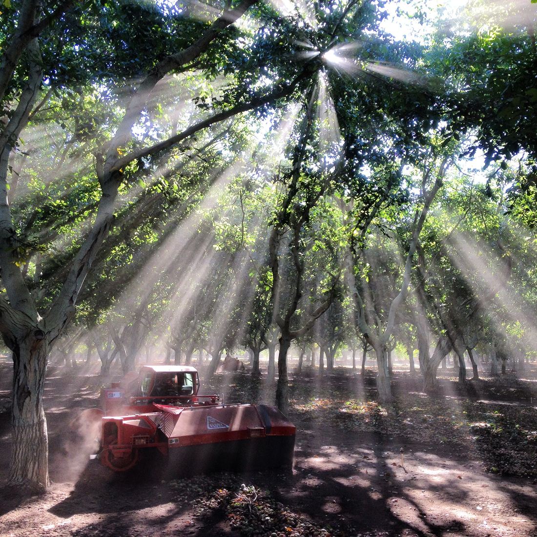 Morning sunlight through the canopy of a walnut orchard, one of the crops Max farmed before becoming an agent
