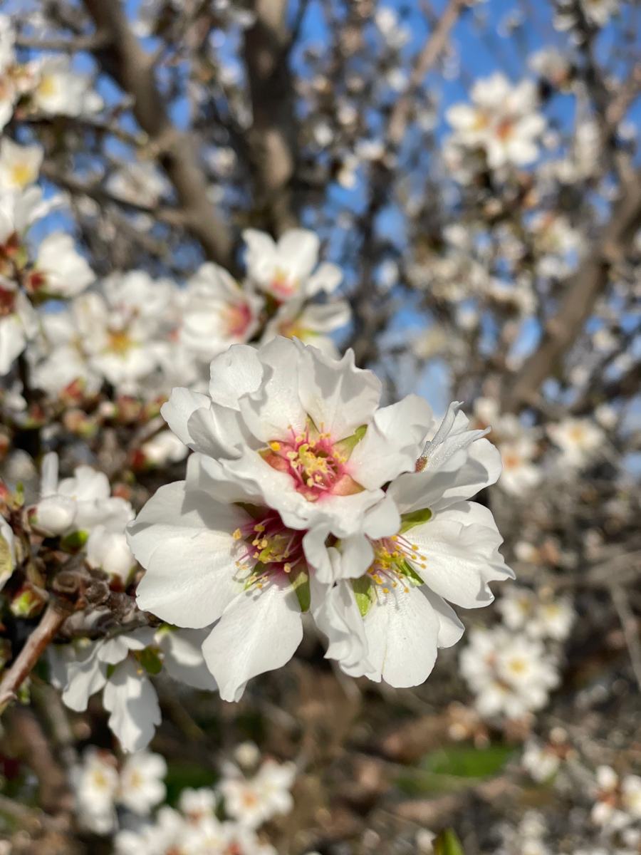 Almond blossoms against a clear blue sky