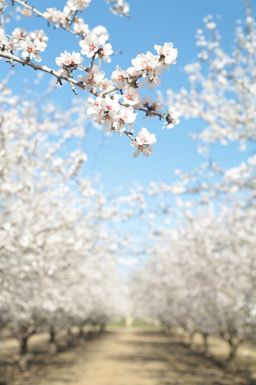 Almond orchard in full bloom