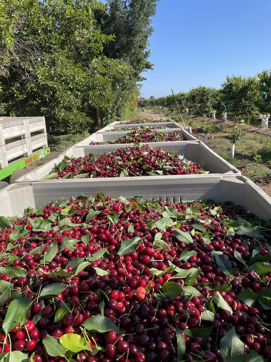 Bins of freshly harvested cherries along a packing line