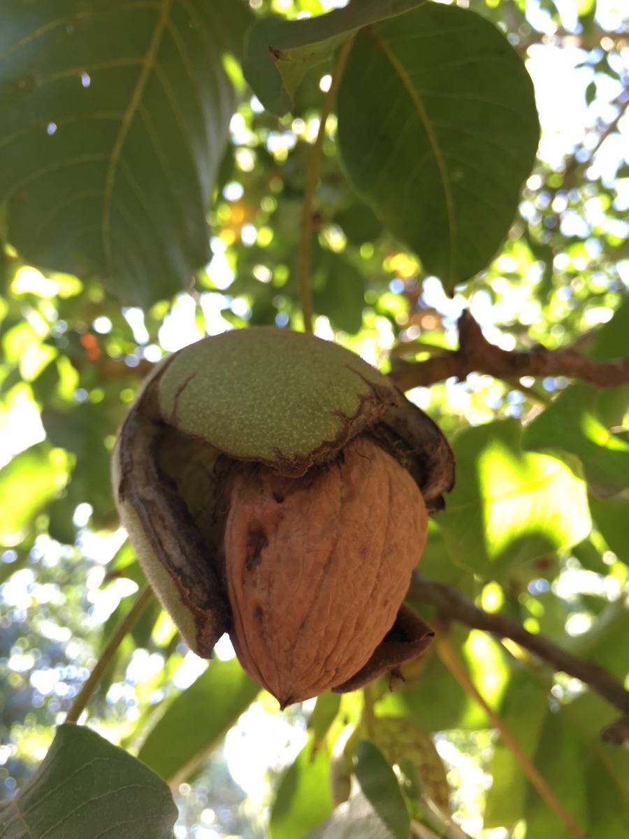 Walnut still in its husk, ready for harvest