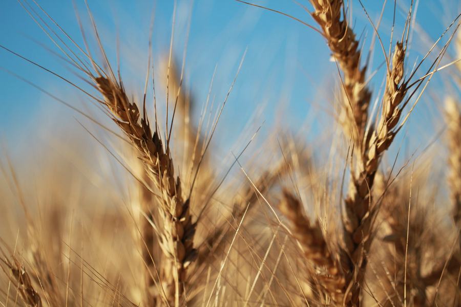 Close-up of ripe wheat heads against a blue sky